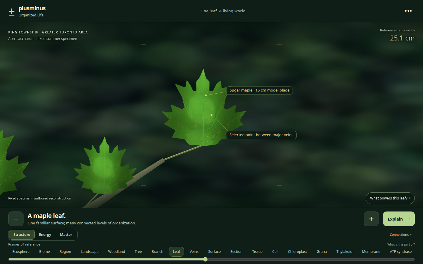 Organized Life showing a reconstructed sugar maple leaf in King Township, scale labels and Structure, Energy and Matter journeys